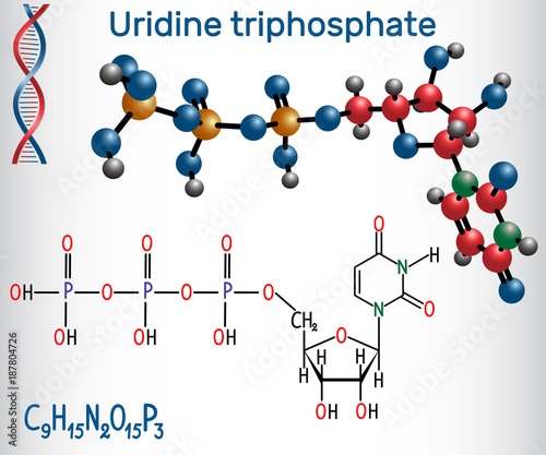 Uridine triphosphate (UTP) nucleotide molecule , is used for the synthesis of RNA. Structural chemical formula and molecule model