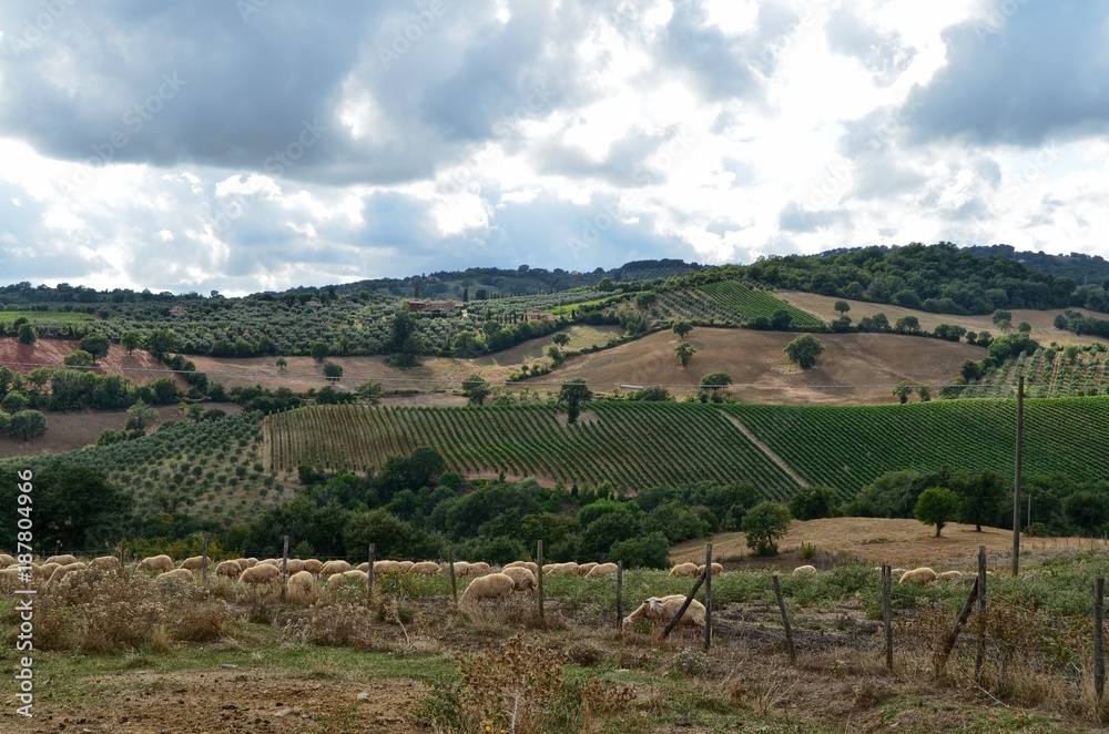 Naklejka premium Tuscany, Italy 19 August 2014 at 17:00. Typical view of the Tuscan nature.