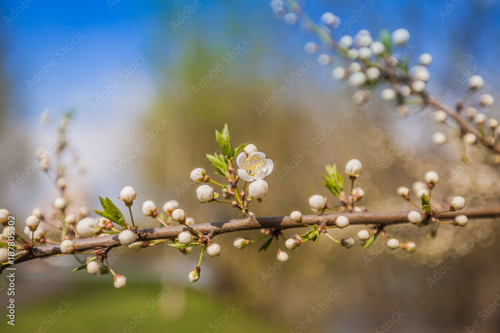 Obraz premium White Cherry Flowers Branch Spring Day