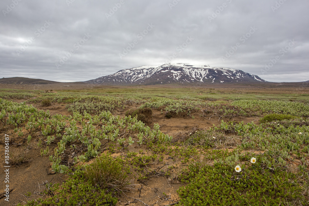 Fototapeta premium Icelandic nature landscape scenery near Hvitarnes. Low green vegetation and white flowers in foreground and hill covered with snow in background. Nordic nature in summer.