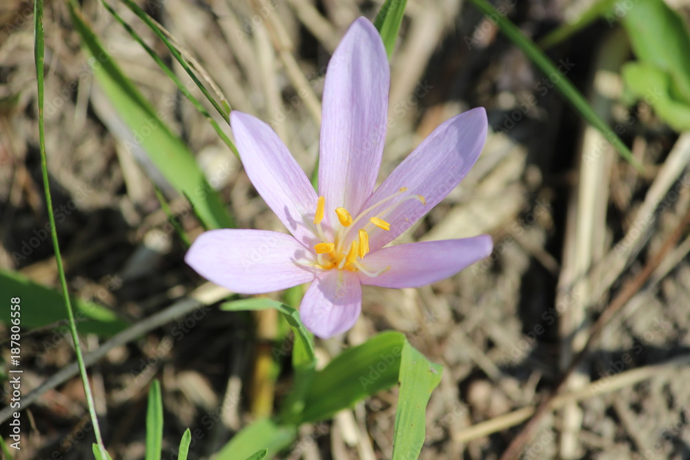 Herbstzeitlose - autumn crocus - Colchicum autumnale - Blüte Herbstzeitlose - autumn crocus - Colchicum autumnale - Blüte