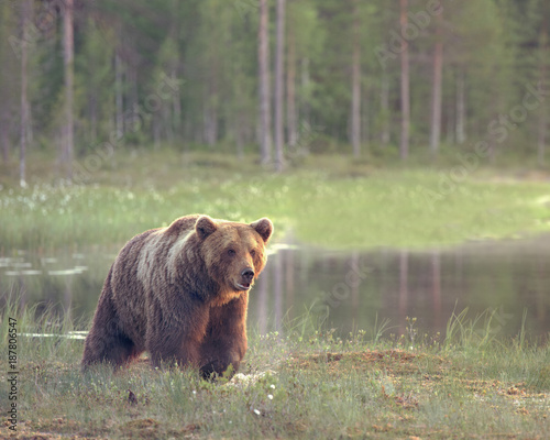 Big male brown bear (Ursus arctos) walking in the bog at sunset