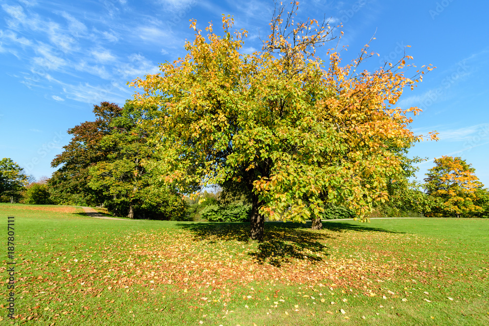 Fototapeta premium sunny day in summer park