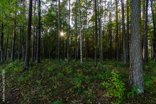 Wallpaper Mural sunny day in summer park Torontodigital.ca
