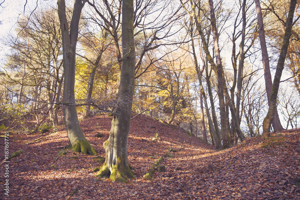Autumn Autumn