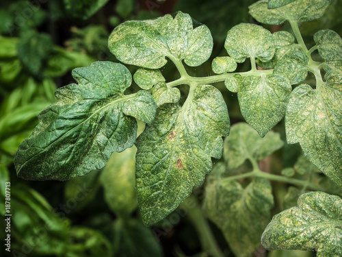 top view of spider mites sucking on tomato leaf
