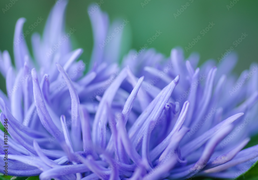 Naklejka premium Beautiful Flower background, Aster white and pink flower macro shot