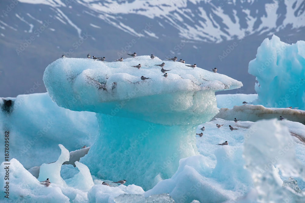 Arctic terns, Sterna paradisaea, resting on iceberg at Jokulsarlon glacier lake in Iceland. Cold nordic nature scenery.