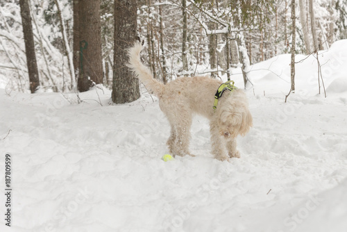 White young wire-haired dog of spinone italiano breed is looking surprisingly on her tennis ball