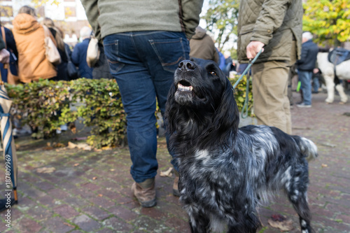 Cute friendly big munsterlandr dog greeting someone in the street photo