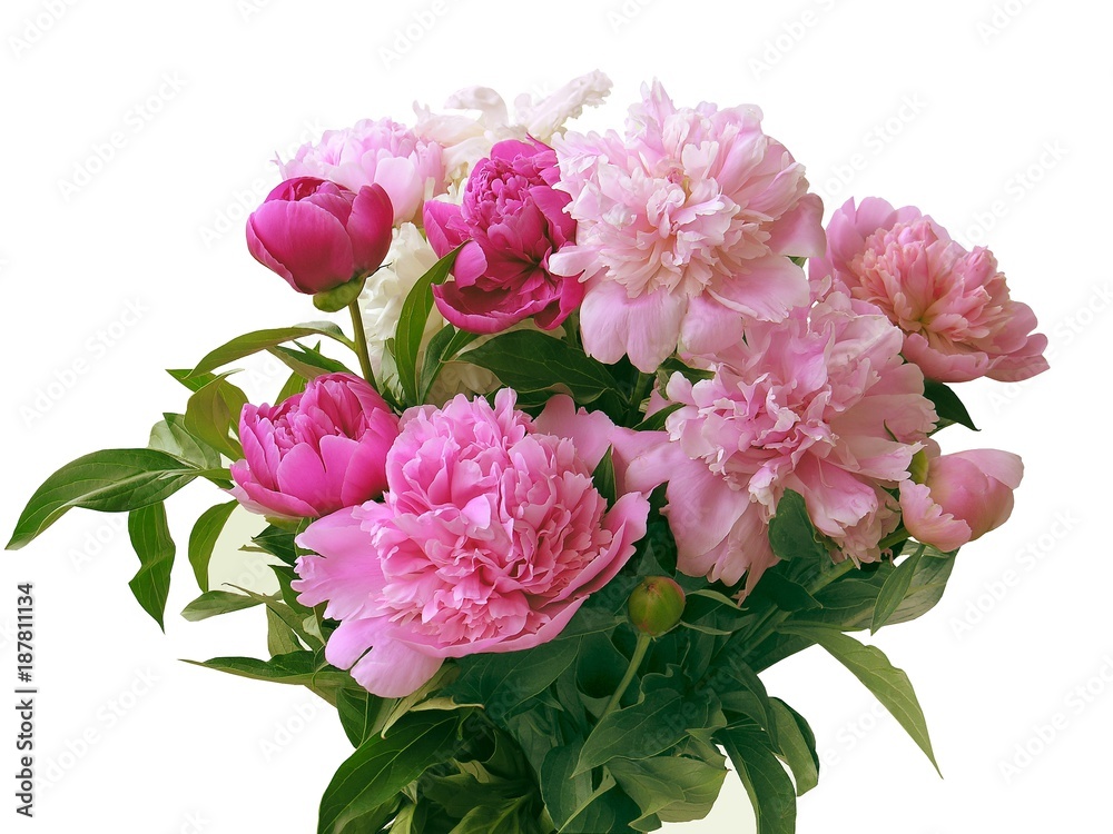 bouquet of pink peonies