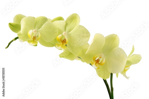 yellow orchid Phalaenopsis close up