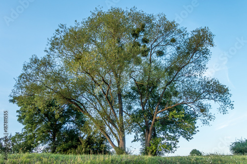 Baum mit Misteln