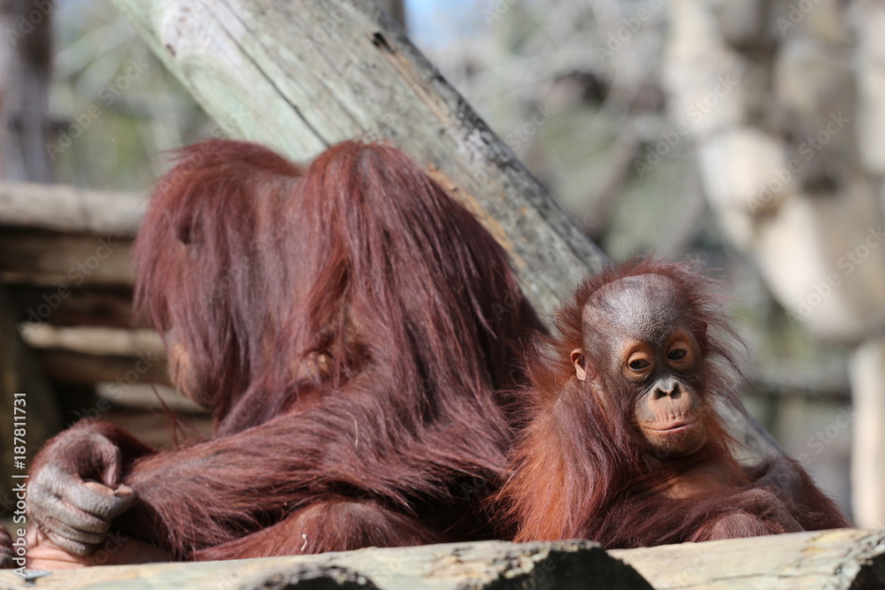 Obraz premium Mother and Child / Baby Orangutan Family 