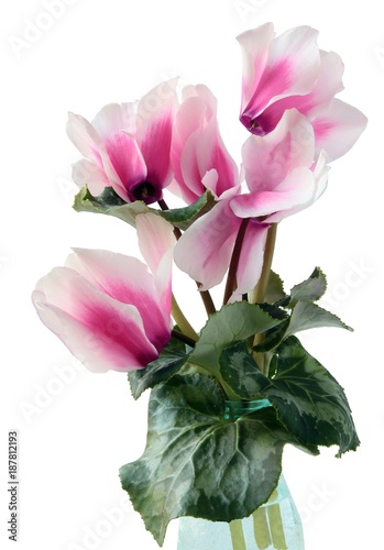 bouquet of pink cyclamen flowers close up