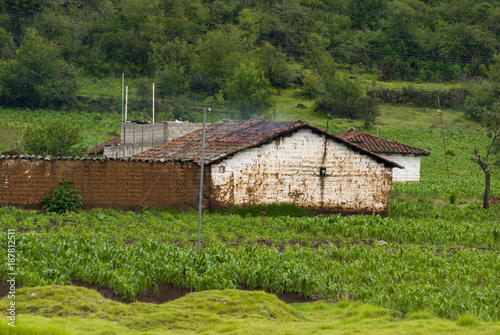 GUATEMALA San Andres Xecul, Totonicapan. House and corn plants in orchard. photo