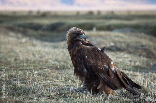 Golden eagle sits in the steppe.