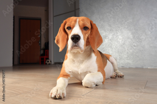 Beagle dog close-up