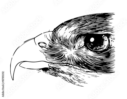 Bussard - Kopf - Buteo - Buzzard