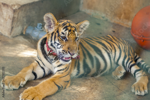 Young tiger lying and relaxed on a cage