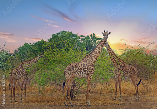 Herd of Thornicroft giraffe standing on the bus with a sunset cloud in South Luangwa National Park  Zambia  Southern Africa