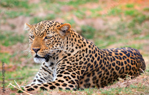 African Leoprd  Panthera Pardus  lying down on the african plains in South Luangwa National Park  Zambia  Southern Africa