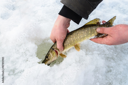 Catch and release small pike rule under winter fishing. Fisherman hands releasing fish into ice hole, closeup. photo