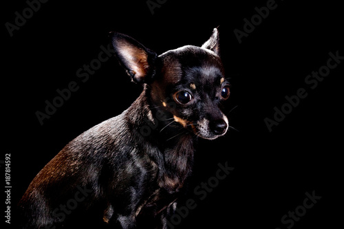 Fototapeta Naklejka Na Ścianę i Meble -  the little black dog Chihuahua