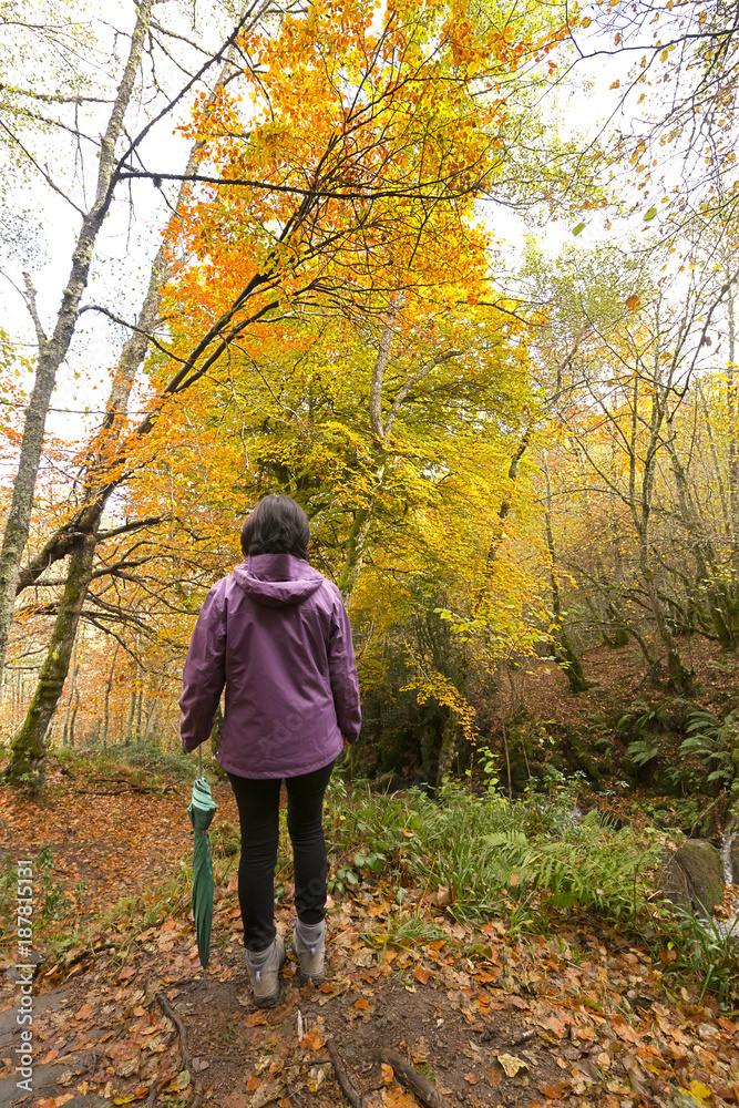 trekking and hiking, woman in autumn forest trekking and hiking, woman in autumn forest