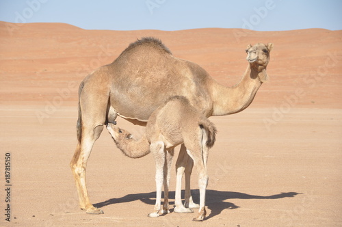 Camel Mother and son