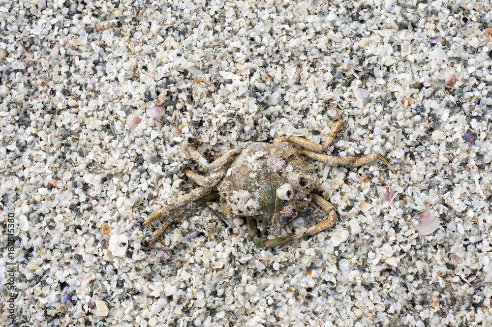 A dead crab lays in the sand after a storm on the Gulf of Mexico at St. Pete Beach, Florida