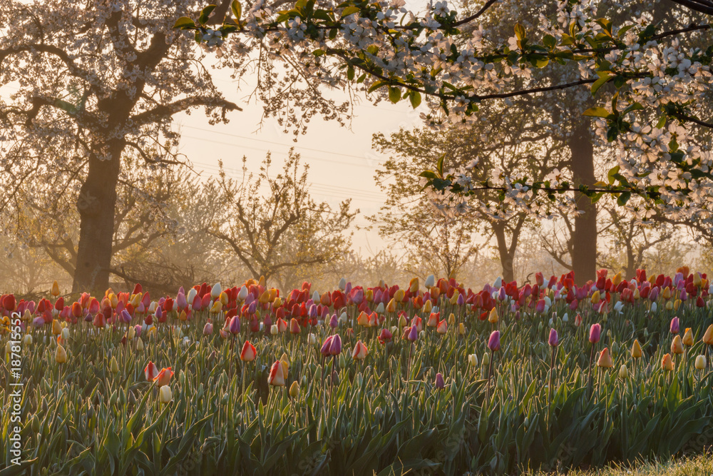 custom made wallpaper toronto digitalBeautiful springtime morning