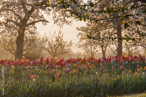 Wallpaper Mural Beautiful springtime morning Torontodigital.ca