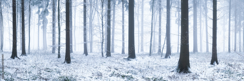 Obraz premium Verschneiter Wald im Winter als Panorama Hintergrund