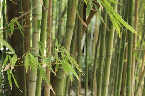 Forest of bamboo canes
