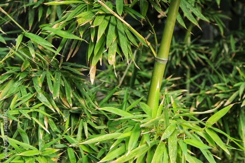 Photos Forest of bamboo canes