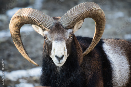 beautiful portait of male sheep with horns looking at camera
