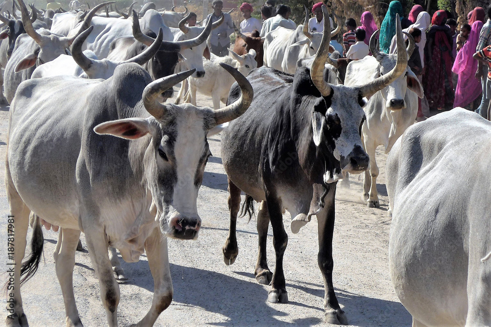 Cattle with Right of Way in Rajasthan