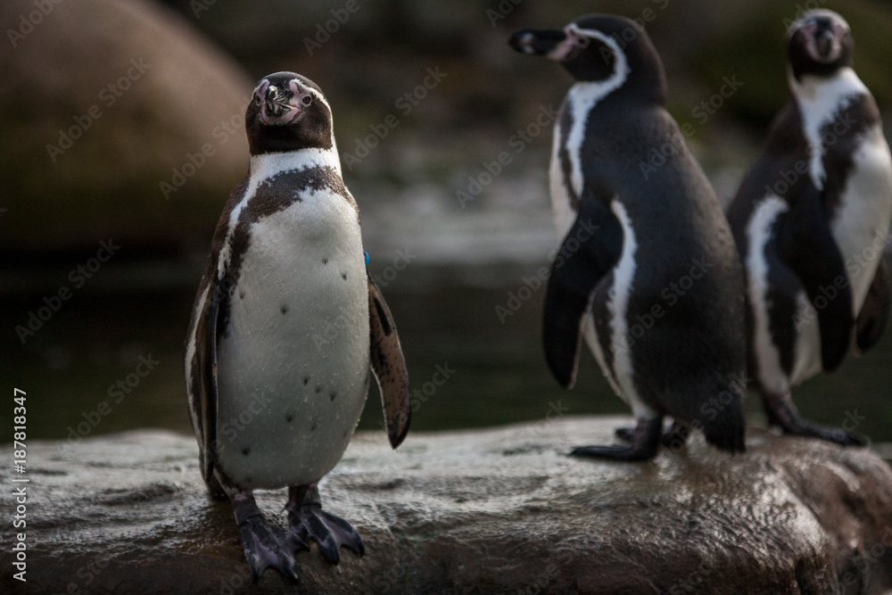 Fototapeta premium penguin without snow