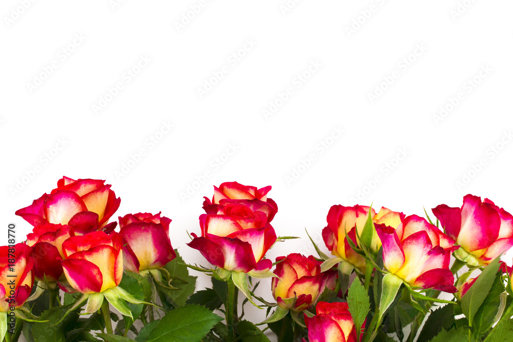  red roses on a white background, with copy space