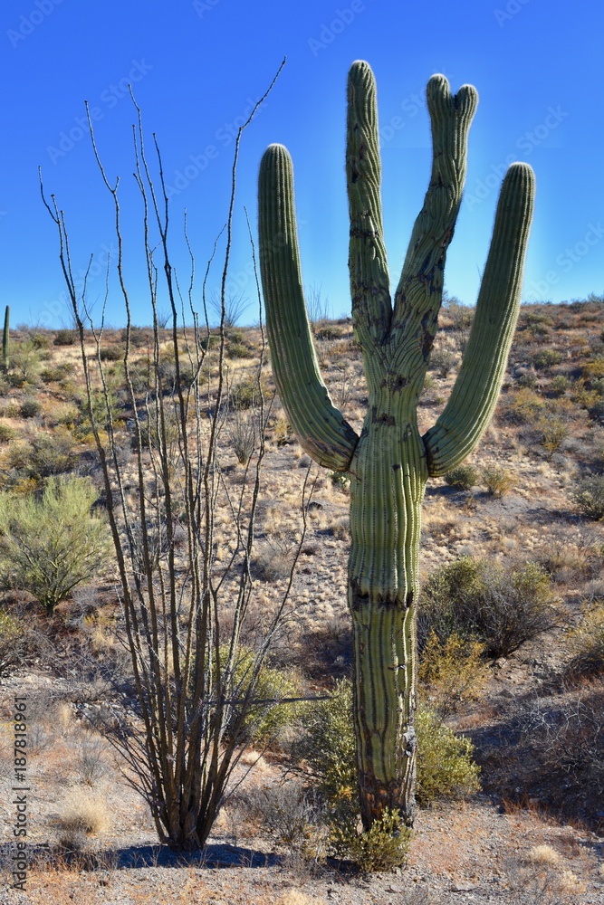 Crested Saguaro Sweetwater Trail Tucson Arizona