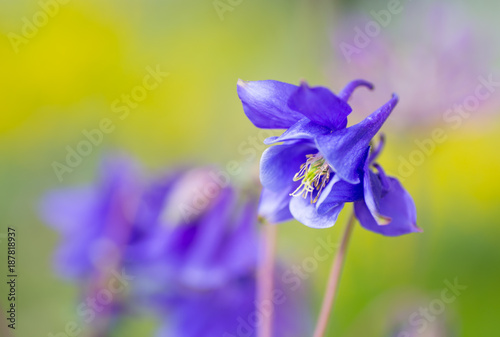 Foto Blue aquilegia flower on blurred outdoor background