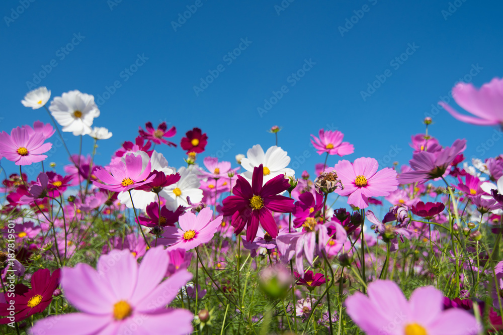 Cosmos flowers in a variety of colors in the field. There is a mountain back. Sky and clouds Cosmos flowers in a variety of colors in the field. There is a mountain back. Sky and clouds