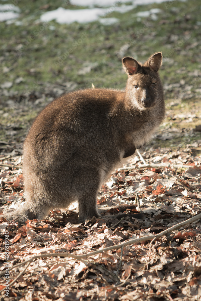 Fototapeta premium portrait of cute red necked wallaby kangaroo