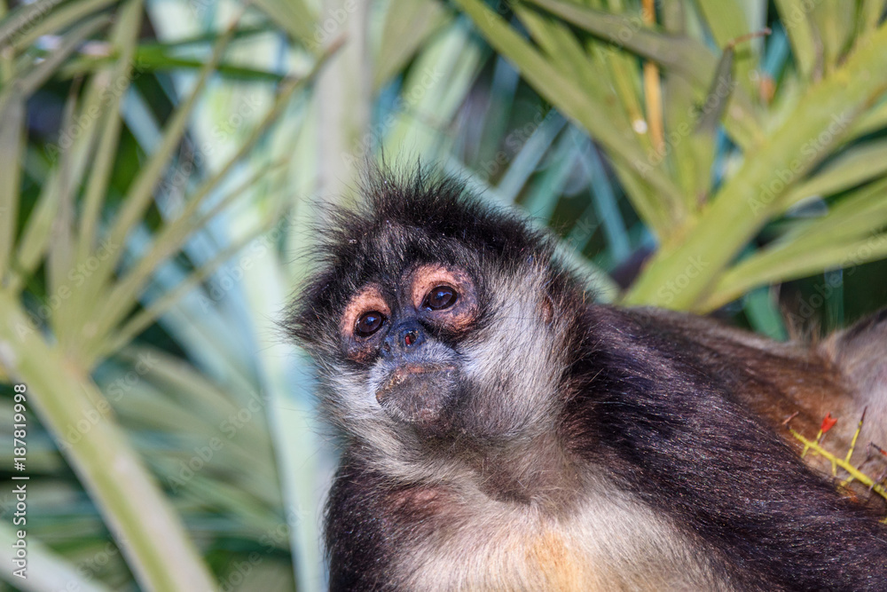 Fototapeta premium Portrait of a wild spider monkey male sitting on a betel palm tree.