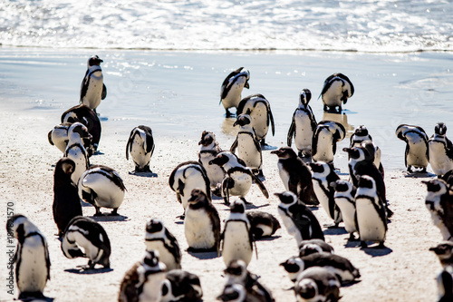 African Penguins at Bolders Beach, South Africa