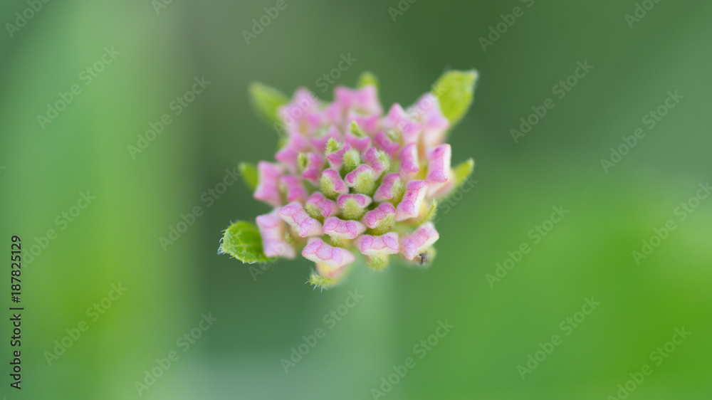Delicate Delicate