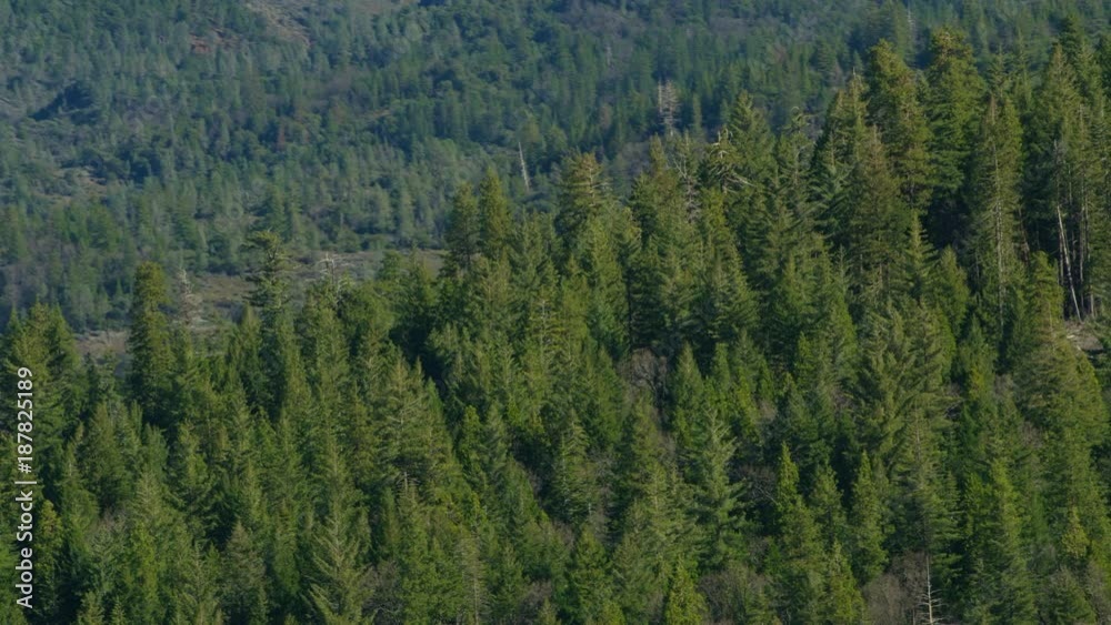 Aerial view of forest wilderness in northern California Aerial view of forest wilderness in northern California