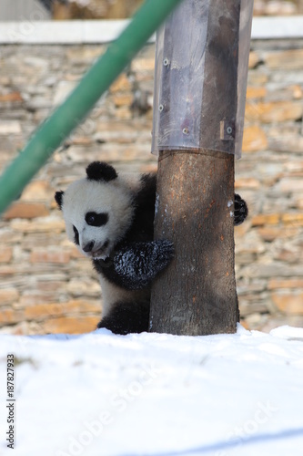 Fototapeta Naklejka Na Ścianę i Meble -  Playful Little Panda Cub is Playing in the Snow