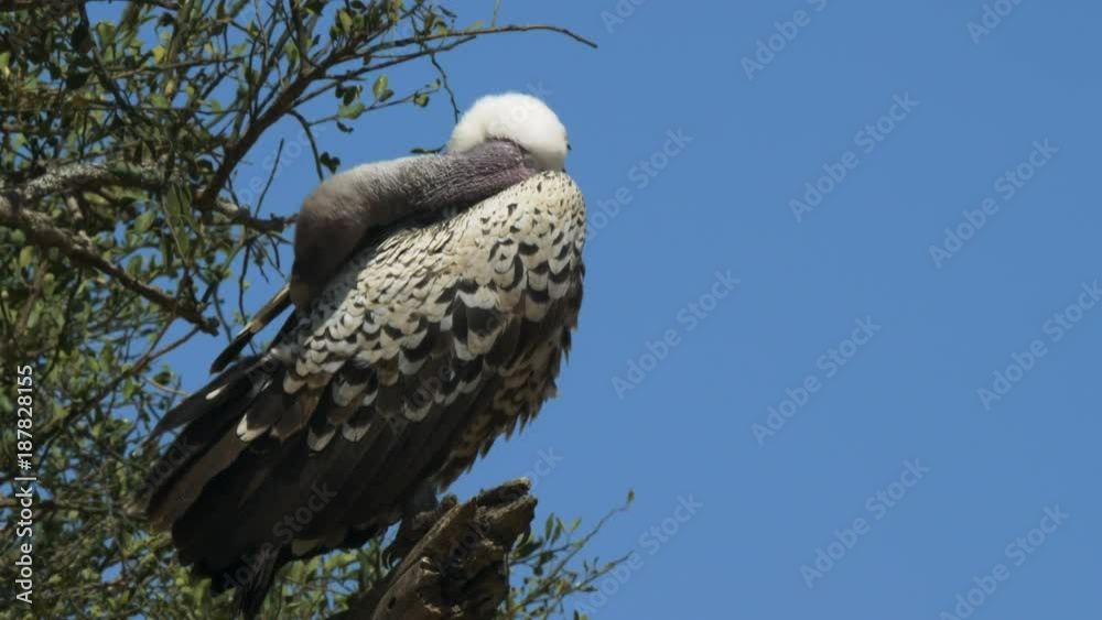 close up of a ruppell's vulture perched ina tree at masai mara game reserve, kenya close up of a ruppell's vulture perched ina tree at masai mara game reserve, kenya